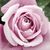 Fioletowy  - Róża wielkokwiatowa - Hybrid Tea - Katherine Mansfield